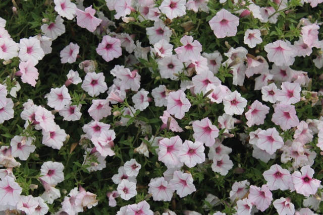 Supertunia Silverberryjpg